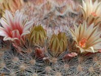 Mammillaria candida